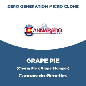 Grape Pie | Cannarado Genetics | Zero Generation Micro Clone