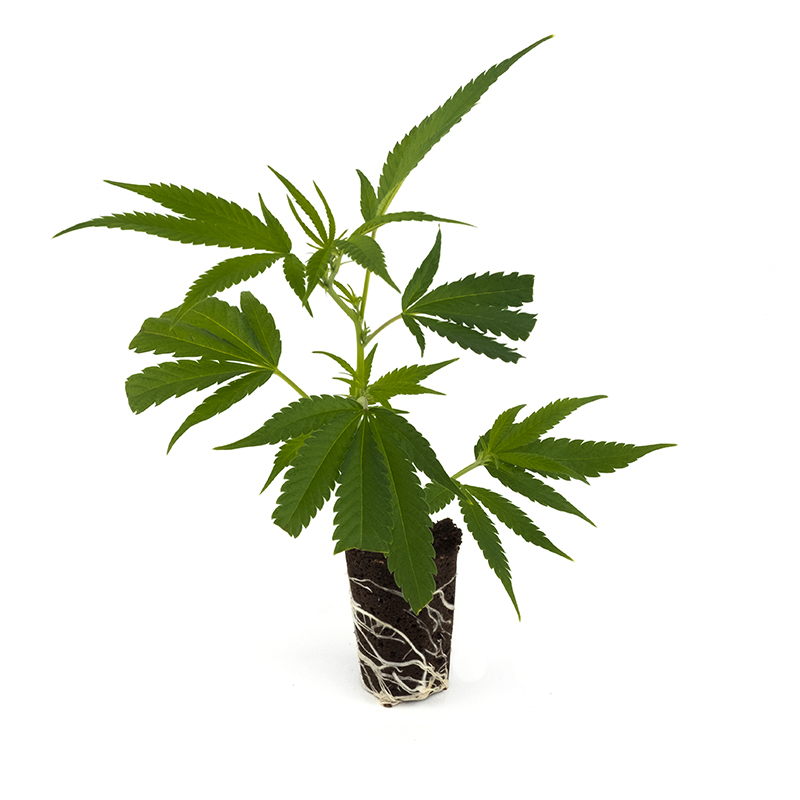 White Satin | Mandala Seeds | Classic Strains Clone - immagine 2