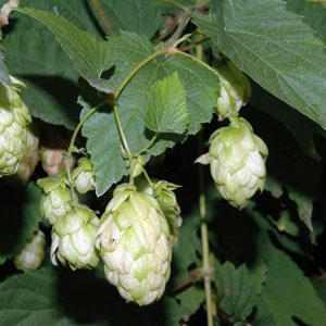 Luppolo Soluzione Idroalcoolica Sarandrea 100 ml