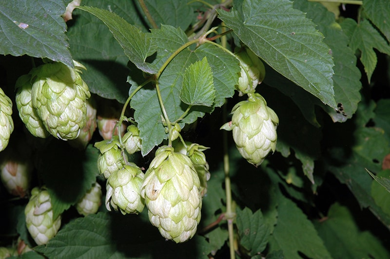 Luppolo Soluzione Idroalcoolica Sarandrea 100 ml