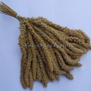 Spighe di panico kg 12,5 – Sementi per volatili, pappagalli, cocorite, inseparabili, esotici